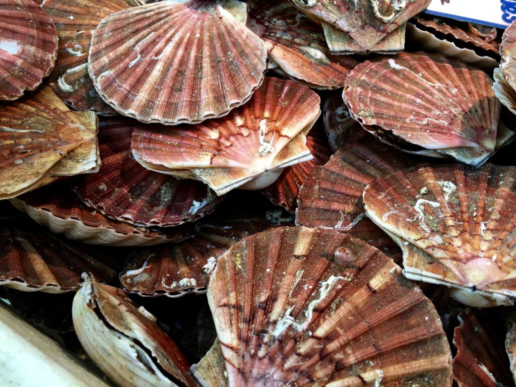 Wild, freshly caught scallops.